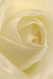 This close-up photograph invites you right into the heart of a cream-white rose-each petal softly spiraling outward as if sheltering a whispered secret, its surface feather-light and reminiscent of the early morning mist that hovers over Tulse Hill Green. You can all but feel the delicate, dewy coolness beneath your fingertips, and gentle shadows curve between folds of ivory, lending depth, drama, and a sense of silence. There's a luminous serenity in this bouquet, echoing the peace found strolling through Brockwell Park at dawn-a perfect choice for those moments when quiet reverence, admiration, or hope is needed. As a florist from Flowers Tulse Hill, I see in this rose a universal symbol: tranquil, understated, and deeply expressive, ready to comfort, to celebrate, or to mark new beginnings within our cherished community. The image also carries a hint of that classic rose fragrance-not overpowering, but softly sweet-reminding us of the sincere care behind every arrangement delivered throughout Tulse Hill's vibrant streets.